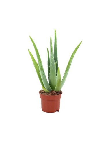ALOE VERA T14CM