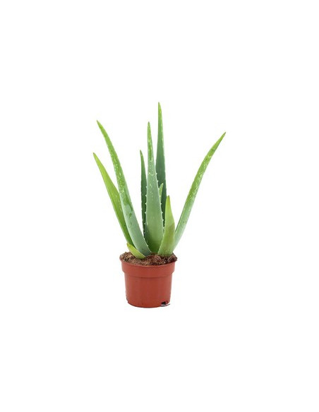 ALOE VERA T14CM