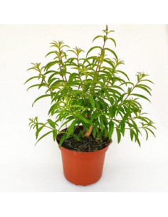 ALOYSIA CITRODORA T3LT Mª LLUISA