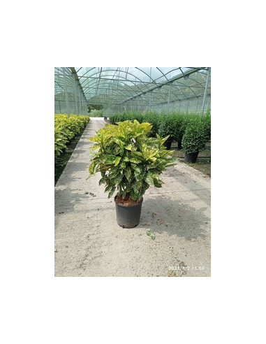 AUCUBA JAPONICA T18LT