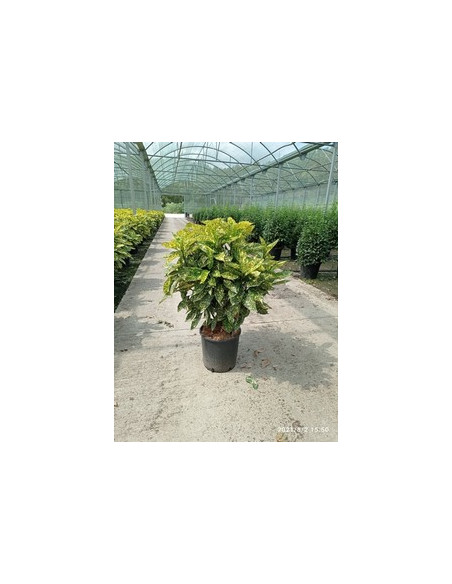 AUCUBA JAPONICA T18LT