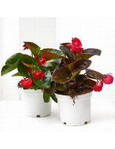 BEGONIA BIG T14CM