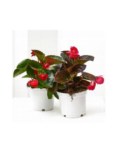 BEGONIA BIG T14CM