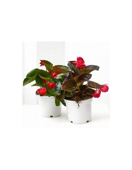 BEGONIA BIG T14CM