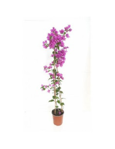 BOUGAINVILLEA TRIPODE 90CM T3,5LT