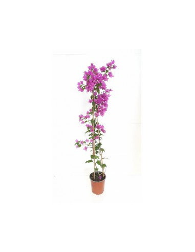 BOUGAINVILLEA TRIPODE 90CM T3,5LT
