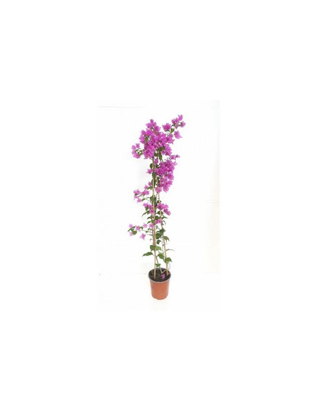 BOUGAINVILLEA TRIPODE 90CM T3,5LT