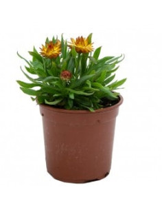 BRACTEANTA T15CM -INMORTALS 2