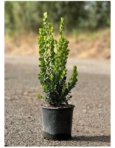 BUXUS SEMPERVIRENS T3LT