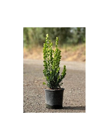 BUXUS SEMPERVIRENS T3LT