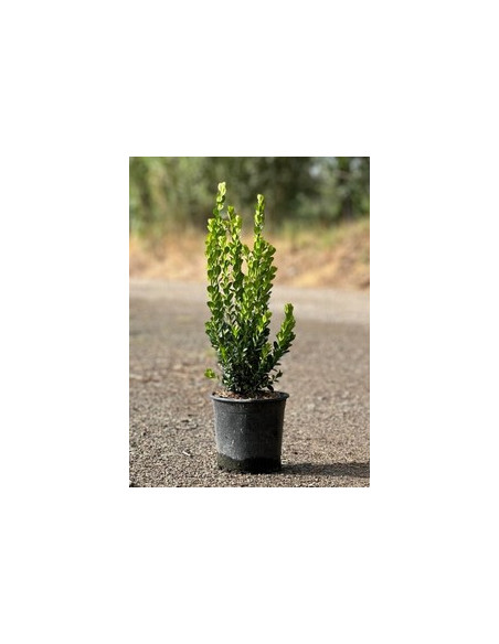 BUXUS SEMPERVIRENS T3LT