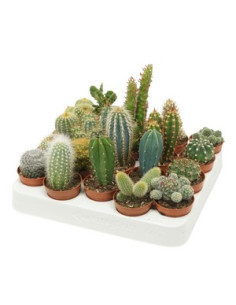 CACTUS MIX T5,5CM CX20