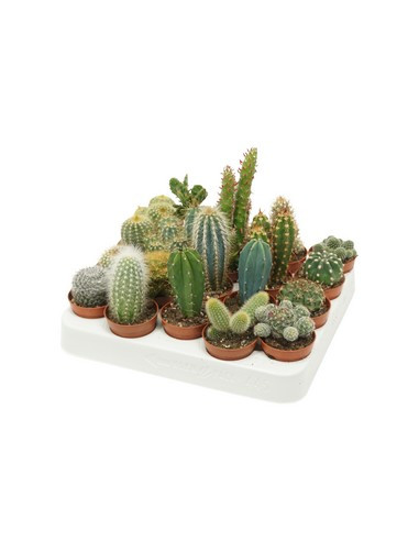 CACTUS MIX T5,5CM CX20