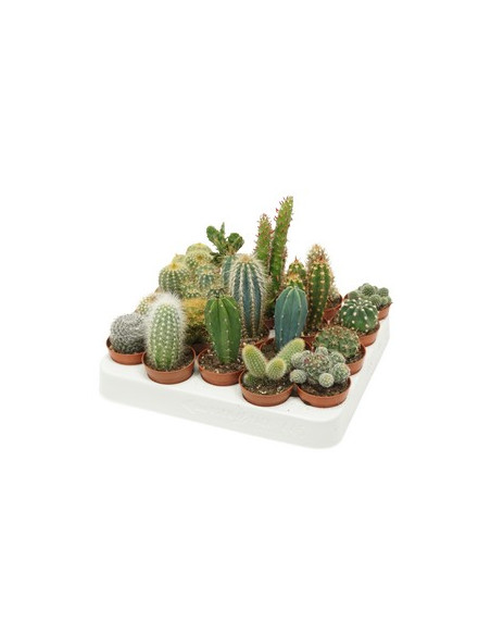 CACTUS MIX T5,5CM CX20