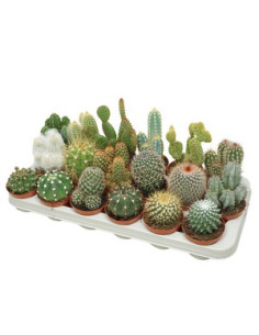 CACTUS MIX T8,5CM
