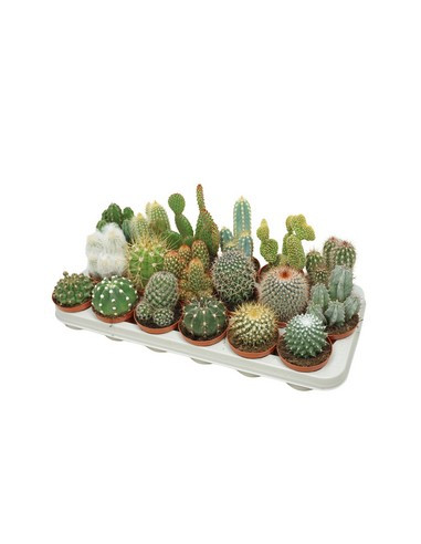 CACTUS MIX T8,5CM