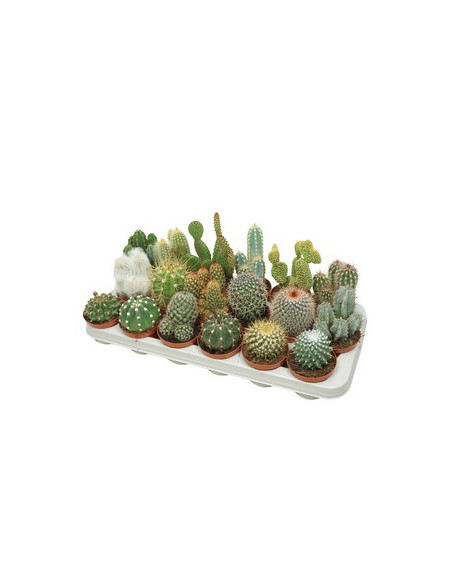 CACTUS MIX T8,5CM