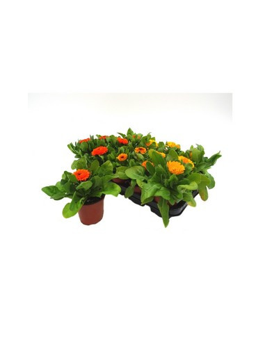 CALENDULA OFFICINALIS T11CM "BOIJAC"