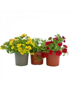 CALIBRACHOA HIBRIDA T13CM 2