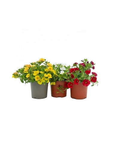 CALIBRACHOA HIBRIDA T13CM