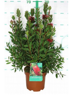 CALLISTEMON LAEVIS T3LT