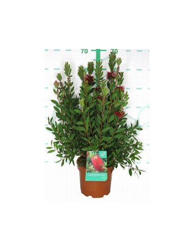 CALLISTEMON LAEVIS T3LT