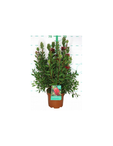 CALLISTEMON LAEVIS T3LT
