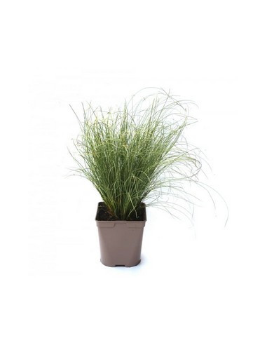CAREX COMANS T2LT