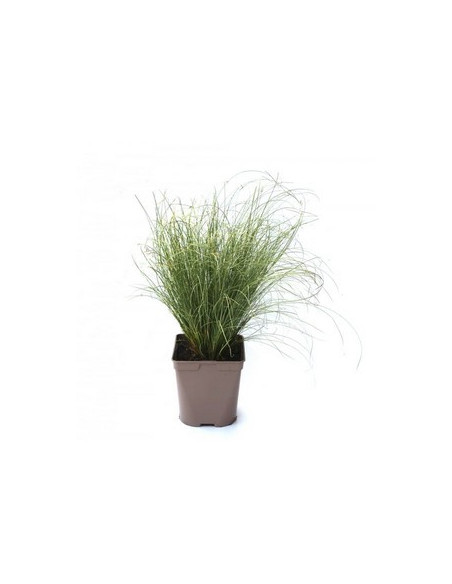 CAREX COMANS T2LT
