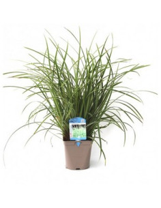 CAREX MORROWII ICE DANCE T2LT