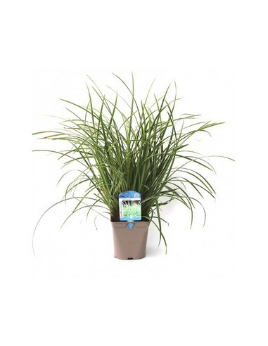 CAREX MORROWII ICE DANCE T2LT