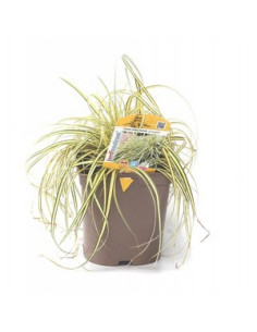 CAREX OSHIMENSIS EVERGOLD T2LT