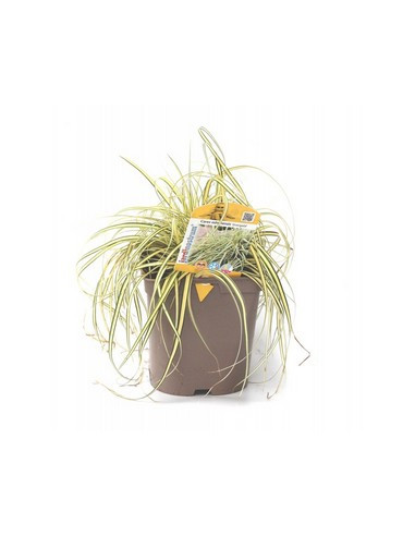 CAREX OSHIMENSIS EVERGOLD T2LT
