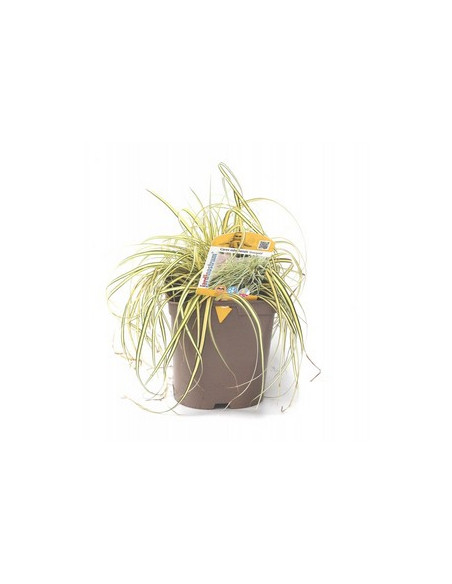 CAREX OSHIMENSIS EVERGOLD T2LT