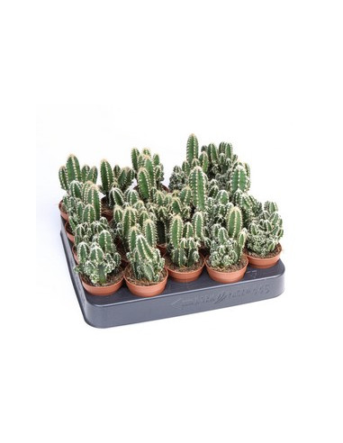 CEREUS PERUVIANUS T5,5CM