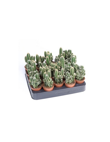 CEREUS PERUVIANUS T5,5CM