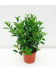 CESTRUM NOCTURNUM T17CM DAMA DE NIT