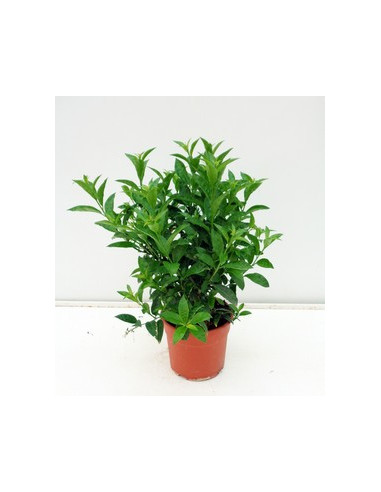 CESTRUM NOCTURNUM T17CM DAMA DE NIT