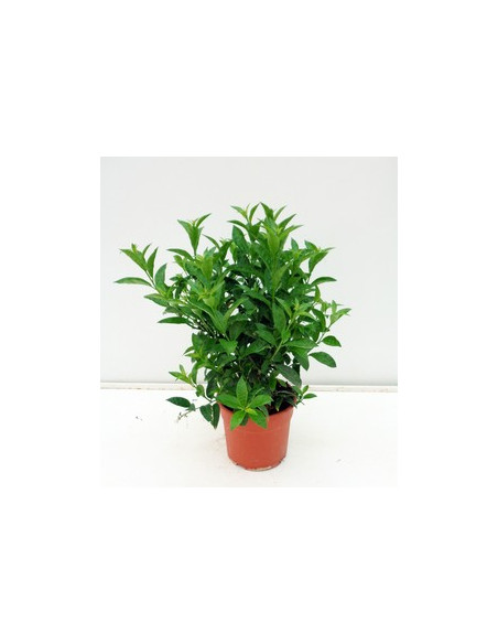 CESTRUM NOCTURNUM T17CM DAMA DE NIT