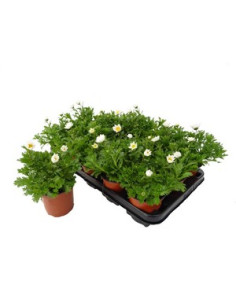 CHRYSANTHEMUM PALUDOSUM T11CM