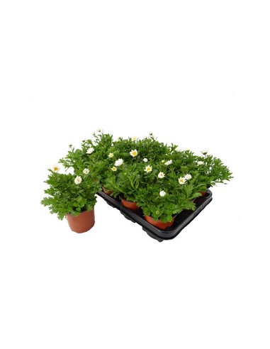 CHRYSANTHEMUM PALUDOSUM T11CM