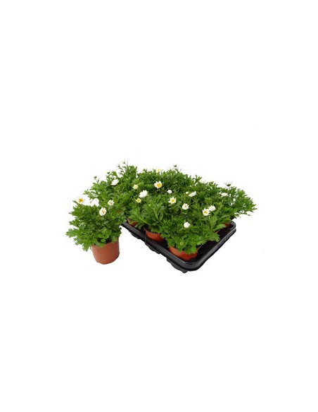 CHRYSANTHEMUM PALUDOSUM T11CM