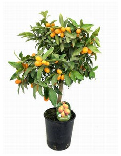 CITRUS FORTUNELLA MARGARITA KONQUAIT T20CM 80CM