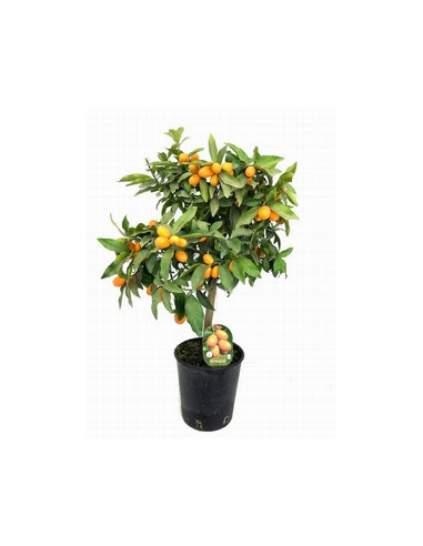 CITRUS FORTUNELLA MARGARITA KONQUAIT T20CM 80CM
