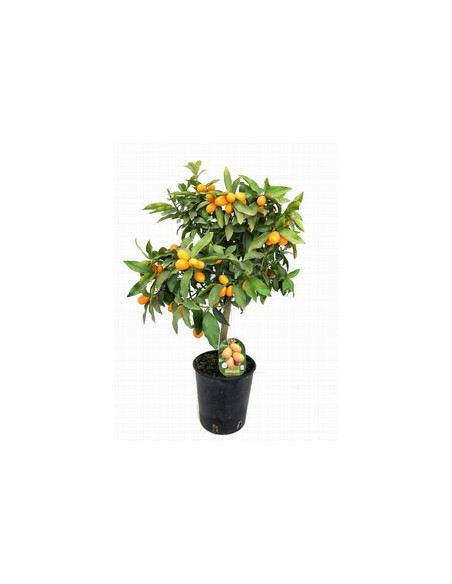 CITRUS FORTUNELLA MARGARITA KONQUAIT T20CM 80CM