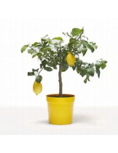 CITRUS LLIMONER T20CM BAIX AMB LLIMONES