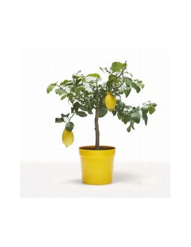 CITRUS LLIMONER T20CM BAIX AMB LLIMONES