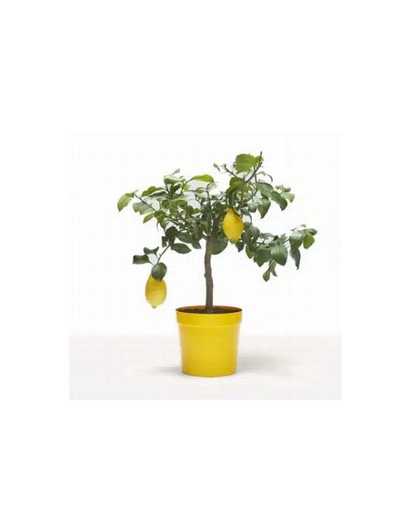 CITRUS LLIMONER T20CM BAIX AMB LLIMONES