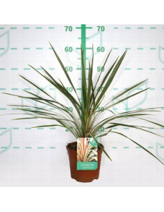 CORDYLINE AUSTRALIS TORBAY DAZZLER T2,5LT