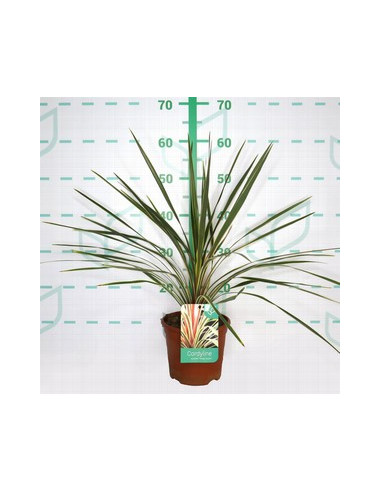 CORDYLINE AUSTRALIS TORBAY DAZZLER T2,5LT